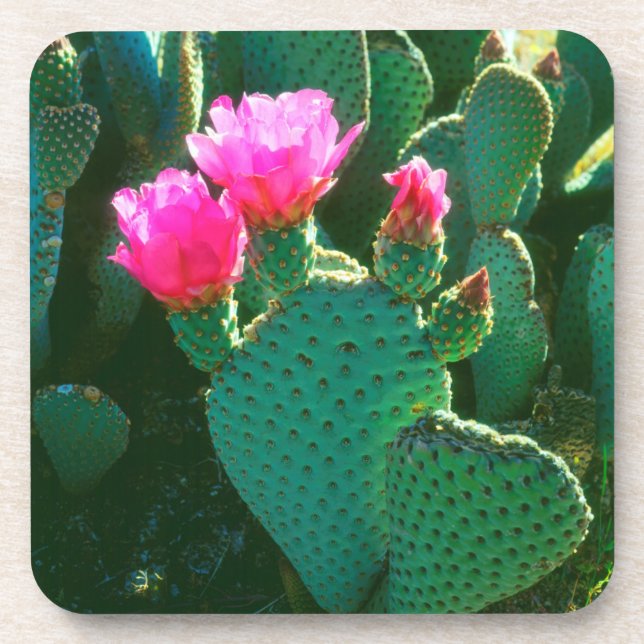 Dessous-de-verre Fleurs de cactus à bec (Devant)