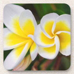Dessous-de-verre Fleurs de plumeria en gros plan, Hawaï