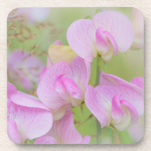 Dessous-de-verre Fleurs de pois de senteur Seabeck, WA