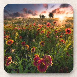 Dessous-de-verre Fleurs   Fleur sauvage indien Texas