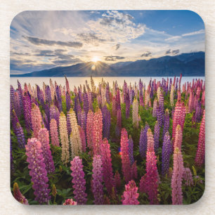 Dessous-de-verre Fleurs   Lupines Nouvelle-Zélande