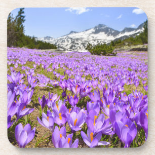 Dessous-de-verre Fleurs   Parc de montagne de Crocus Pirin Bulgarie