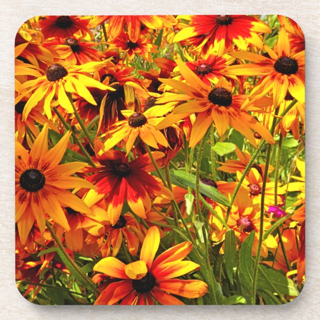DESSOUS-DE-VERRE FLEURS RUDBECKIA (Devant)