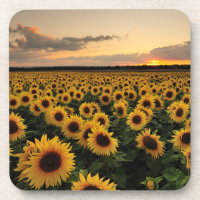 Fleurs | Terrain de tournesol