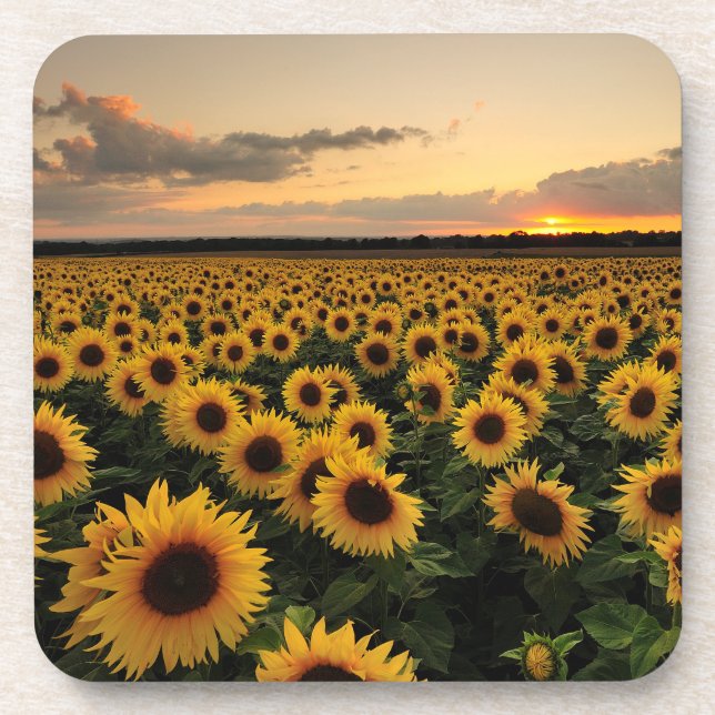 Dessous-de-verre Fleurs | Terrain de tournesol (Devant)
