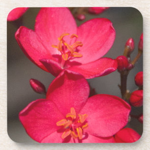 Dessous-de-verre Fleurs tropicales rouges et roses de Fidji