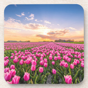 Dessous-de-verre Fleurs Tulips Holland Sud, Pays-Bas