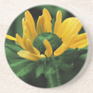 Dessous de verre floral Susan Black Eyed vert