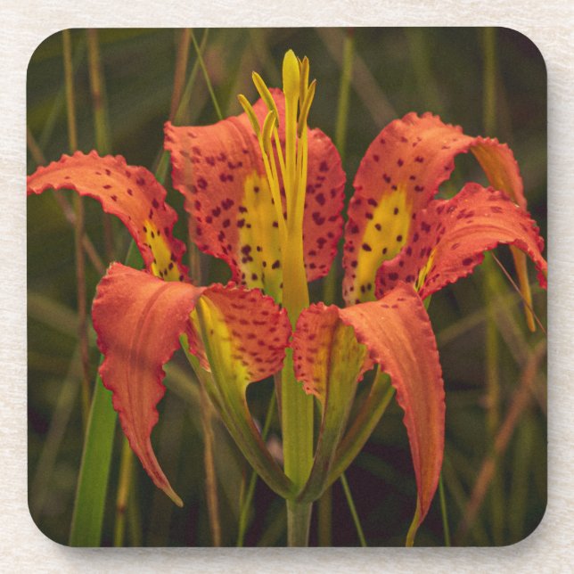 dessous de verre "Florida Lily" série de 6 (Devant)