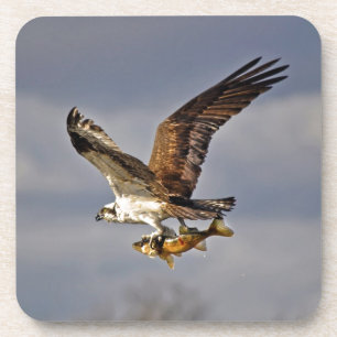 Dessous-de-verre Flying Osprey with Walleye Fish HDR Photo