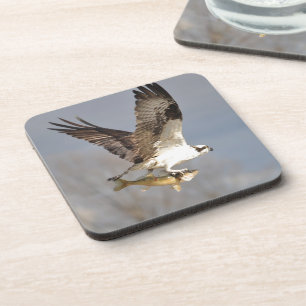 Dessous-de-verre Flying Osprey with Walleye Fish HDR Photo