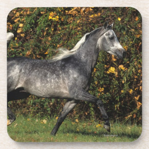 Dessous-de-verre Fonctionnement d'Arabes : Automne