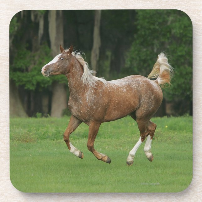 Dessous-de-verre Fonctionnement de cheval d'Appaloosa (Devant)