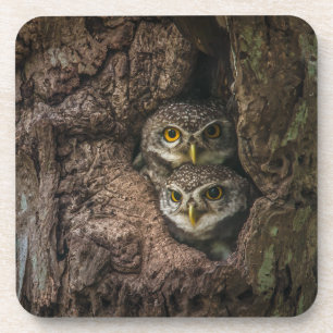 Dessous-de-verre Forest   Deux Owls Looking