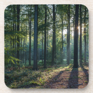 Dessous-de-verre Forêt   Forêt Noire Allemagne