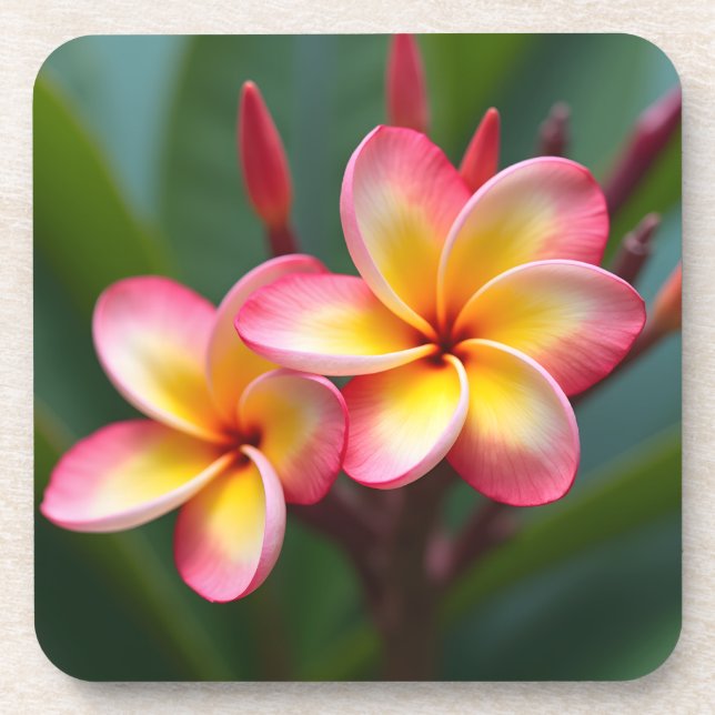 Dessous-de-verre Frangipani Nain Tri Couleur Délice (Devant)