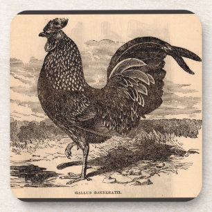 Dessous-de-verre Galus Sonneratii du 19e siècle