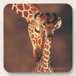Dessous-de-verre Girafe adulte avec le veau (camelopardalis de
