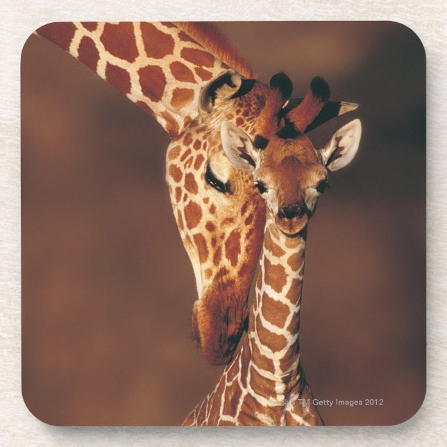 Dessous-de-verre Girafe adulte avec le veau (camelopardalis de (Devant)