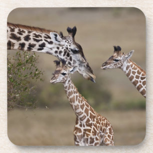 Dessous-de-verre Girafe maasaï (Giraffa tippelskirchi)