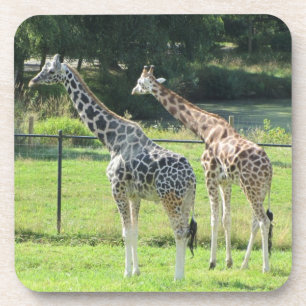 Dessous-de-verre Girafes