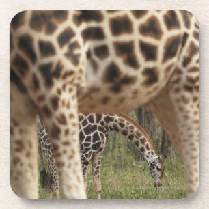 Dessous-de-verre Girafes 2