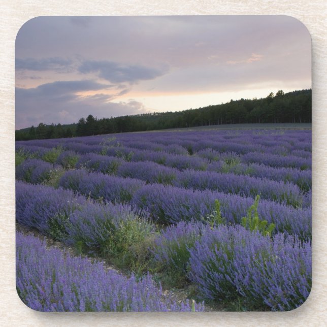 Dessous-de-verre Gisement de lavande au coucher du soleil (Devant)