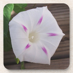 Dessous-de-verre Gloire du matin