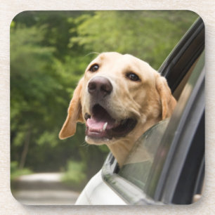 Dessous-de-verre Golden Labrador In Rearview Mirror