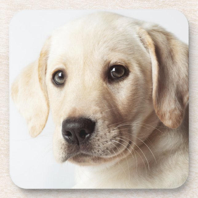 Dessous-de-verre Golden Labrador Puppy Closeup (Devant)
