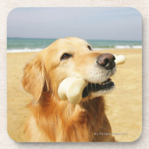 Dessous-de-verre Golden retriever mangeant l'os