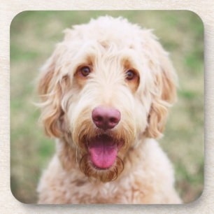 Dessous-de-verre Goldendoodle souriant