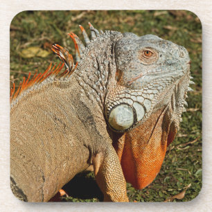 Dessous-de-verre Grand Lézard d'Iguana vert adulte dans l'herbe