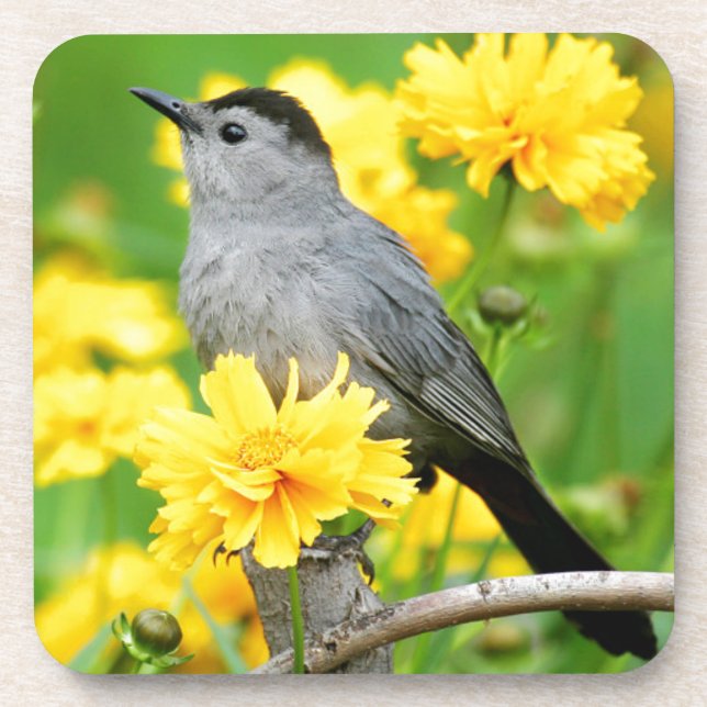 Dessous-de-verre Gray Catbird on wooden fence (Devant)