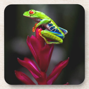 Dessous-de-verre Grenouille aux yeux rouges