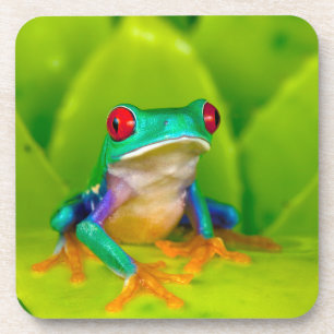 Dessous-de-verre Grenouille aux yeux rouges, Costa Rica