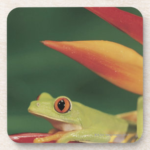 Dessous-de-verre Grenouille d'arbre rouge d'oeil se reposant sur la