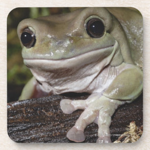 Dessous-de-verre Grenouille d'arbre trapue. Grenouille de sourire.