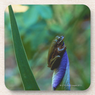 Dessous-de-verre Grenouille d'arbre verte sur l'iris