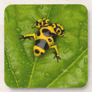 Dessous-de-verre Grenouille de dard de poison de bourdon