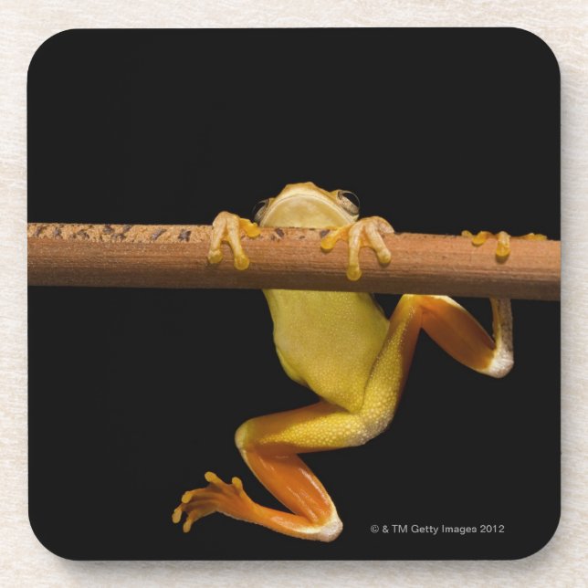 Dessous-de-verre Grenouille de marais (Limnonectes Leytensis) (Devant)