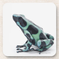 Grenouille noire et verte de dard de poison