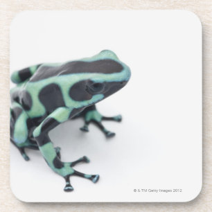 Dessous-de-verre grenouille noire et verte de dard de poison