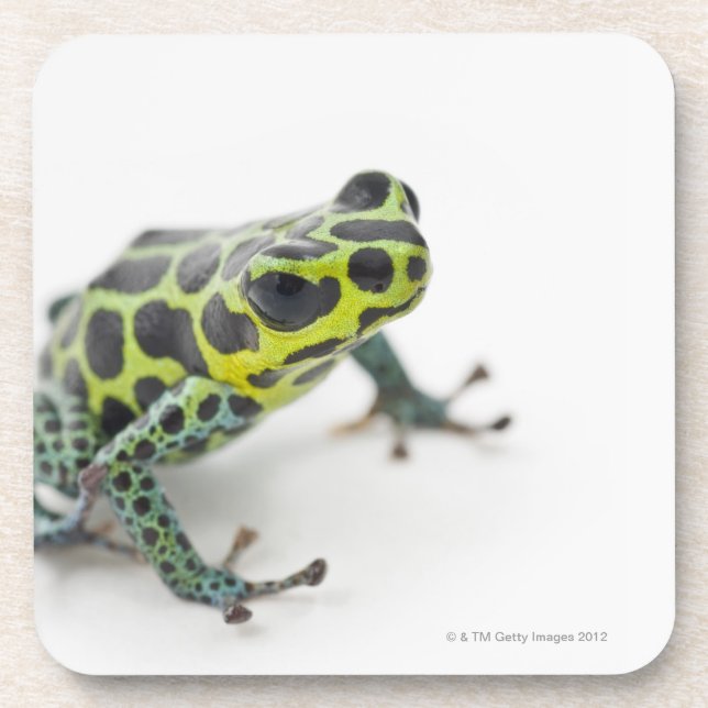 Dessous-de-verre Grenouille verte de dard de poison repérée par (Devant)