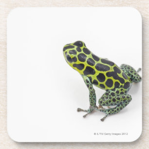 Dessous-de-verre Grenouille verte de dard de poison repérée par