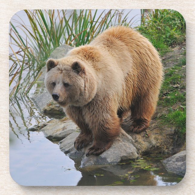 Dessous-de-verre Grizzly Oear Wildlife Animal Photographie (Devant)