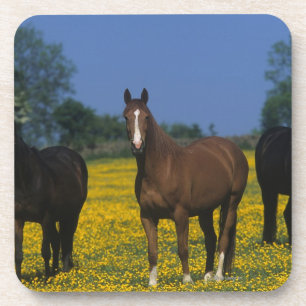 Dessous-de-verre Groupe de chevaux de pur sang
