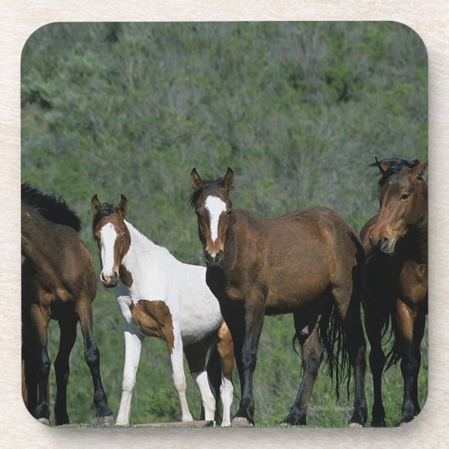 Dessous-de-verre Groupe de chevaux sauvages de mustang (Devant)