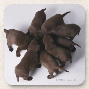 Dessous-de-verre Groupe de chiots avec des têtes ensemble