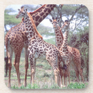 Dessous-de-verre Groupe de girafes ou troupeau avec jeunes, Giraffa